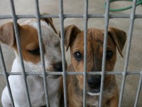 Cuccioli di cane in gabbia