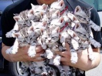Cucciolata di gattini