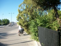 Ramo rotto di un pino in via G. Bruno, a Senigallia