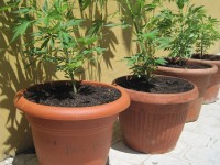 Piante di Marijuana