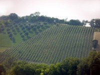 I vigneti dell'azienda Santa Barbara