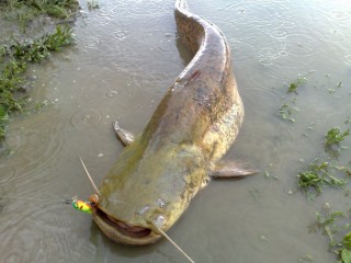 Pesca del siluro