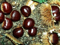 Castagne