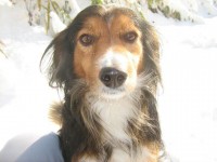 Il cane Perry