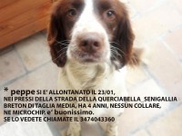 Peppe, cane smarrito su strada della Querciabella a Senigallia