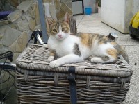 La gattina Matilde