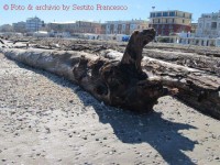 Grossi tronchi sulla spiaggia di Senigallia - Foto di Francesco Sestito