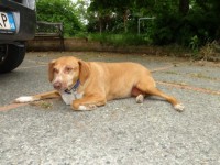 Titti, uno dei due cani smarriti a Montemarciano