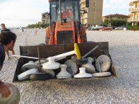 L'operazione di Guardia Costiera e Polizia Municipale sull'abbandono dei materiali in spiaggia a Senigallia
