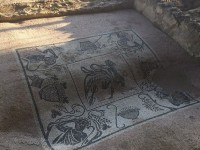 Uno dei musaici finalmente fruibili al parco archeologico di Castelleone di Suasa