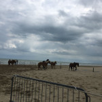Cavalli in spiaggia a Senigallia