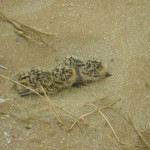 Due esemplari di fratino, appena nati, sulla spiaggia di Senigallia