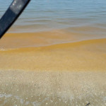 fioritura della microalga Noctiluca scintillans foto Floriana Giacchini