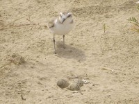 Un esemplare di fratino