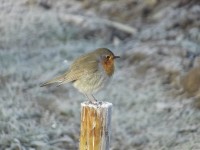 Un esemplare della fauna di Senigallia
