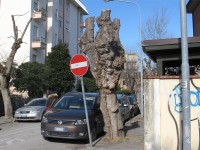Potatura delle piante a Senigallia