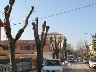Potatura delle piante a Senigallia