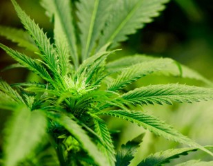 Una pianta di marijuana