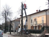 Potatura di alberi e piante