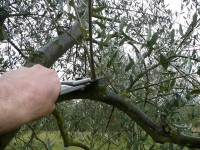 Potatura degli olivi