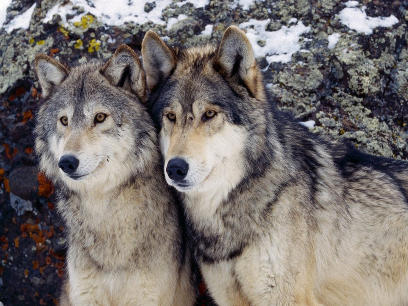 Due esemplari di 'Canis lupus'