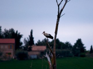 Cicogna a Montignano
