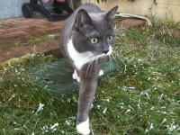 Un gatto si avventura nell'erba
