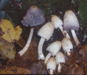 Erbe e funghi