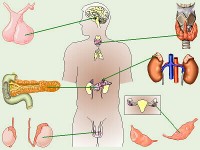 Sistema endocrino