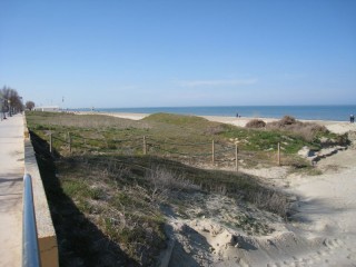 Esempio di duna costiera "protetta" al Ciarnin di Senigallia