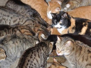 Appello adozione per 24 gatti a Fano