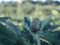 Sagra del Carciofo Filetto di Senigallia