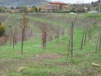 Esempio di boschi urbani