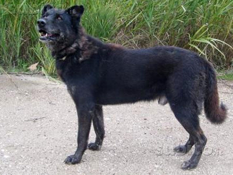 Un cane meticcio nero simile a Flipper (foto da Subito.it)