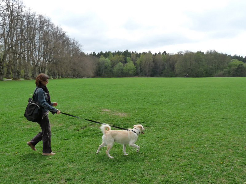 Cani e animali in parchi ed aree verdi
