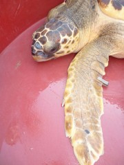 Liberazione di una tartaruga marina Caretta Caretta "Sammy" a Senigallia