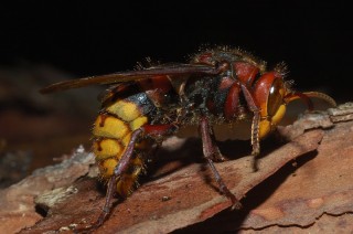Un esempio di calabrone (vespa crabro)