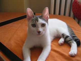 La gattina Margherita, scomparsa da Montemarciano il 24 luglio 2012