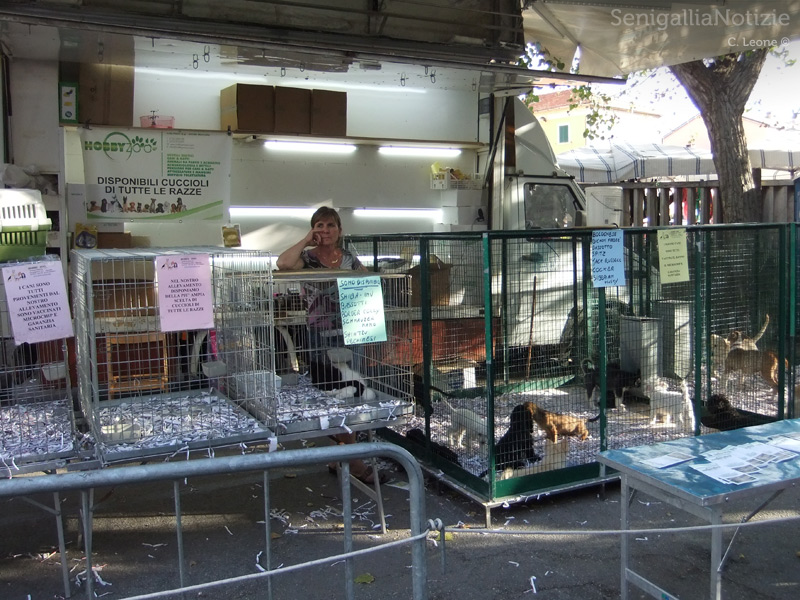 Vendita di animali alla fiera di Sant'Agostino 2012 di Senigallia: lo stand di Hobby Zoo