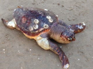 La tartaruga ritrovata morta davanti i Bagni 63