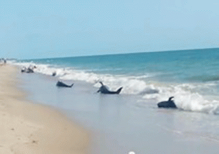 Le balene arenate in Florida
