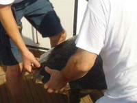 Il rilascio della tartaruga "Piemonte"