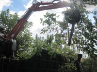 Abbattimento degli alberi su via Bolzano