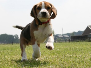 Cane beagle come quelli sottratti all'allvemaento Green Hill di Montichiari