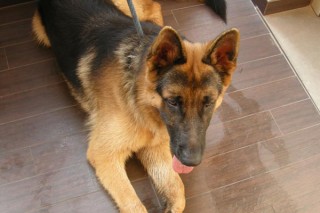 Il pastore tedesco smarrito