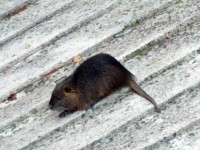 La nutria protagonista della 'visita'