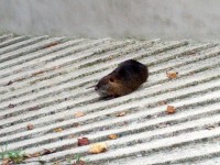 La nutria fotografata a Vallone di Senigallia