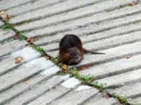 La nutria in un'abitazione a Vallone di Senigallia