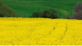 Foto di Carlo Lovesio