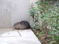 Nutria in giardino in via Annibal Caro a Senigallia
